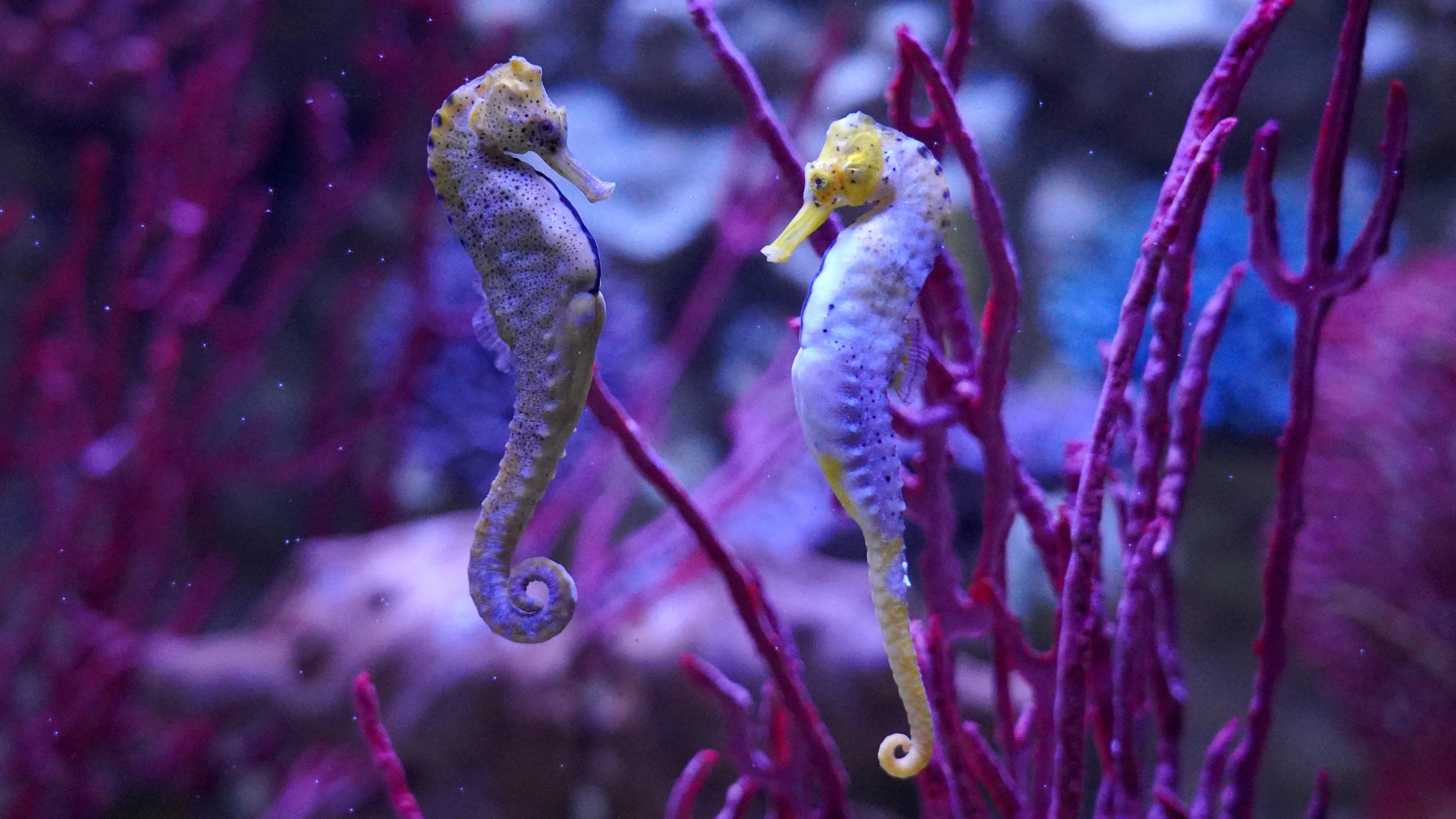 Gardaland SEA LIFE Aquarium - Cavalluccio Marino