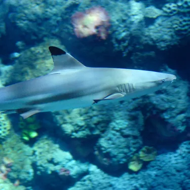Gardaland SEA LIFE Aquarium - Squalo Pinna Nera