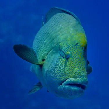 Gardaland SEA LIFE Aquarium - Pesce Napoleone