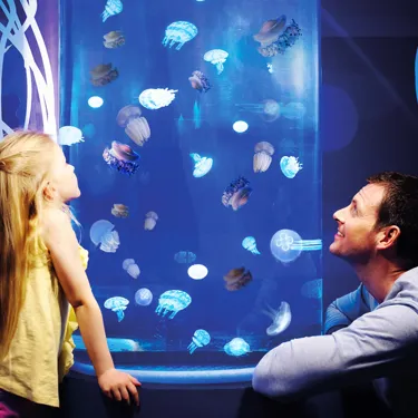 Gardaland SEA LIFE Aquarium - Meduse & Conservation