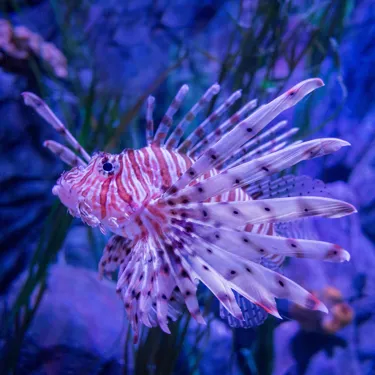 Gardaland SEA LIFE Aquarium - Gli alieni tra di noi