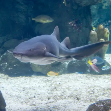 Gardaland SEA LIFE Aquarium - Squalo nutrice