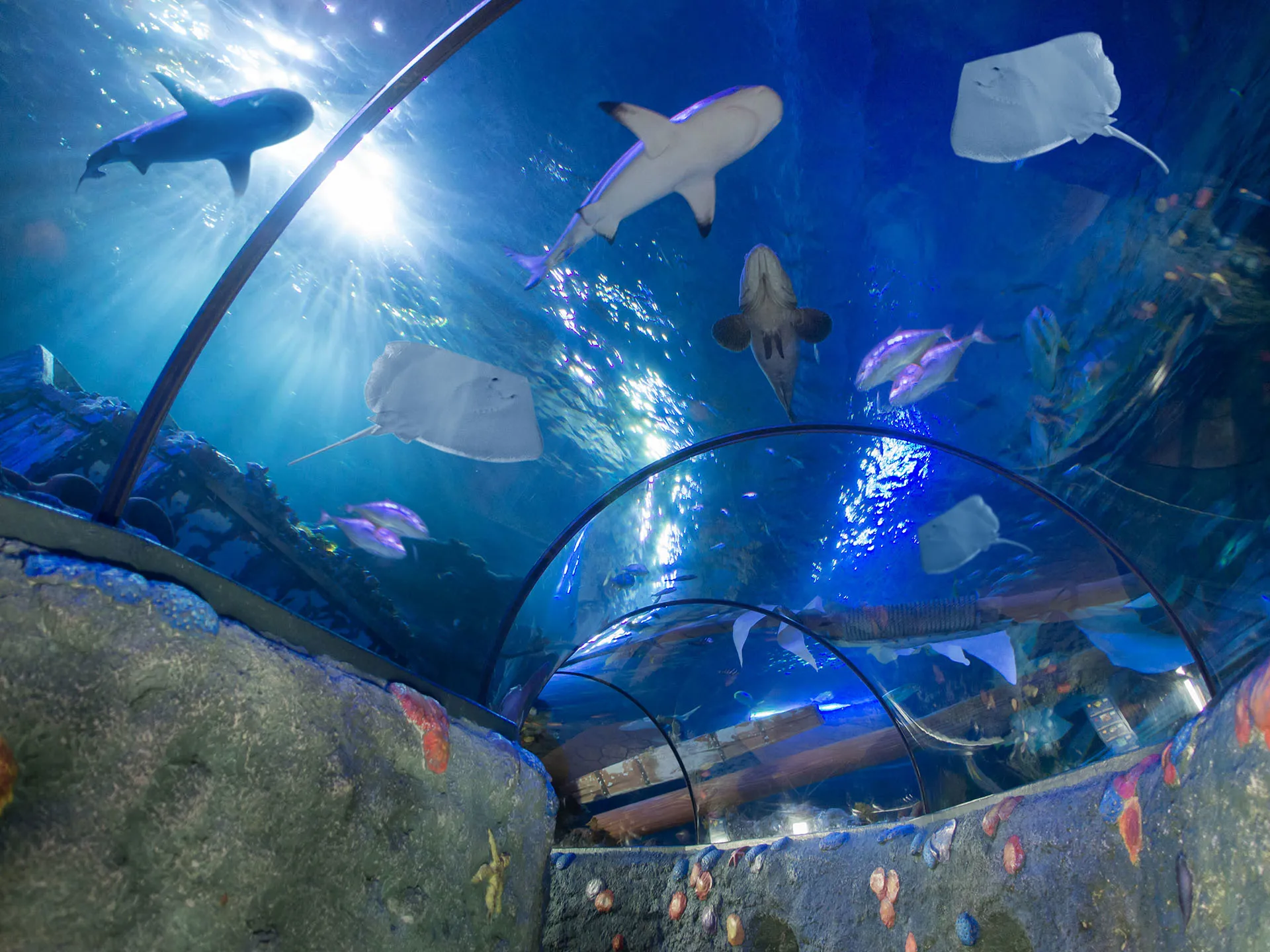 Gardaland SEA LIFE Aquarium - Tunnel Oceanico
