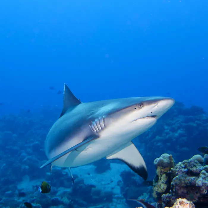 Gardaland SEA LIFE Aquarium - Shark