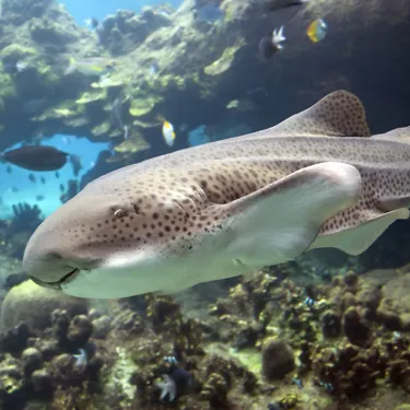 Gardaland SEALIFE Aquarium - Trigone Leopardato