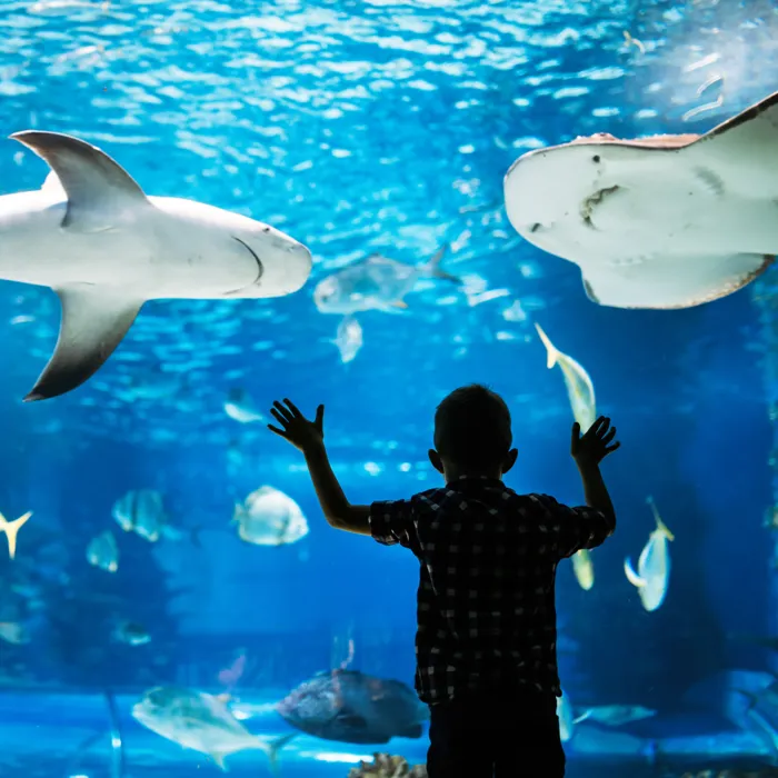 Gardaland SEA LIFE Aquarium - Vista oceanica