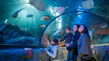 Gardaland SEA LIFE Aquarium - Tunnel Oceanico - Famiglia